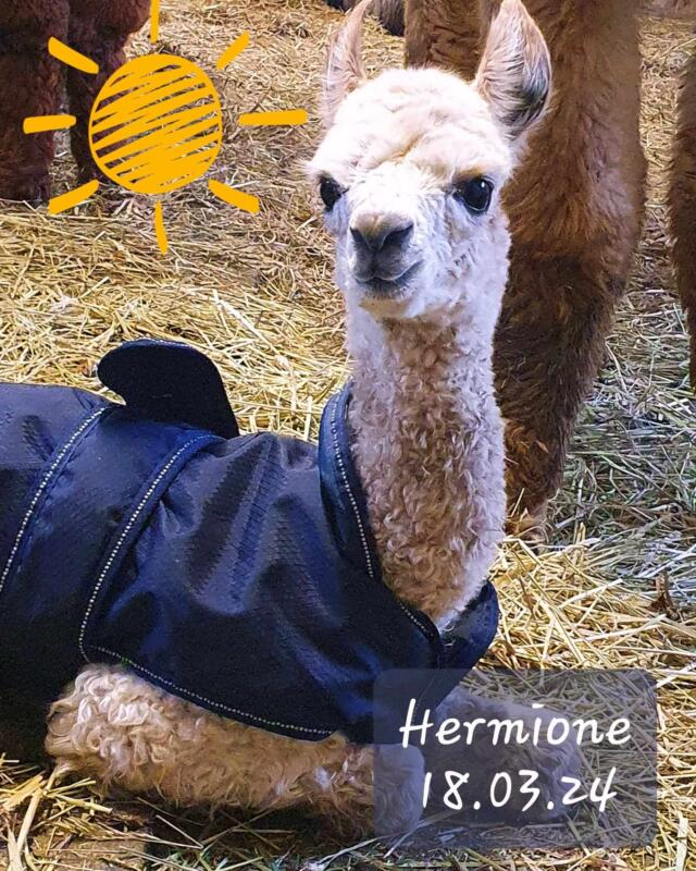 Wile Farmis kuulutas kevade saabumist esimene alpakabeebi Hermione. Hermionele lisaks ootame sel kevad-suvel veel mitutteist erivärvilist kriat. Samal ajal kui 